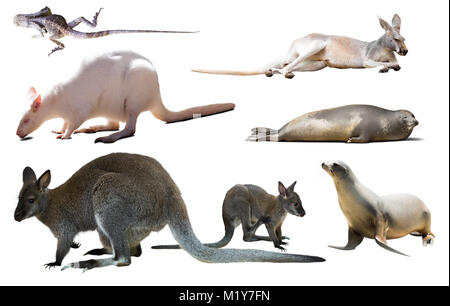 collection of different wild Australian birds, mammals and reptiles isolated on white background Stock Photo