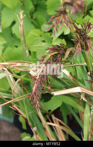 Lemongrass flowers or also known as Cymbopogon Stock Photo