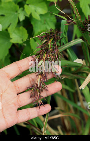 Lemongrass flowers or also known as Cymbopogon Stock Photo