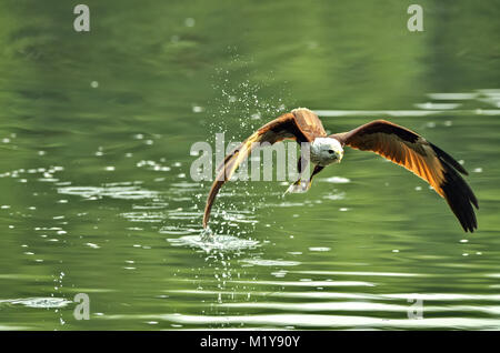 Haliastur indus flying and catching on water in nature of Thailand Stock Photo