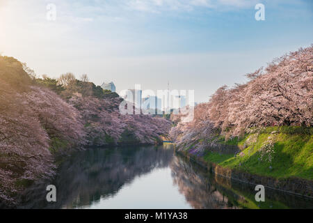 View of massive cherry blossoming in Tokyo, Japan as background. Photoed at Chidorigafuchi, Tokyo, Japan. Stock Photo