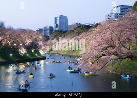 Night view of massive cherry blossoming with Tokyo city as background. Photoed at Chidorigafuchi, Tokyo, Japan. Stock Photo