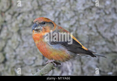 Red crossbill, Common crossbill, Loxia curvirostra, male on Spruce branch Stock Photo