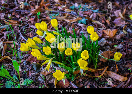 Sternbergia lutea, the winter daffodil, autumn daffodil, fall daffodil, lily-of-the-field, or yellow autumn crocus, in Italy Stock Photo