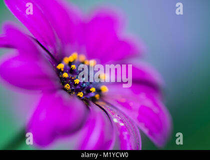 Osteospermum purple flower with yellow and blue center  with blue and green background Stock Photo