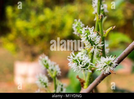 Close up of green mulberry fruits on branch in the garden with blur background. Stock Photo