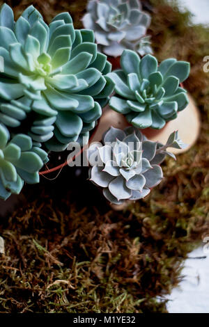The succulents into the moss.Soft pillow. The concept of green, nature, freshness Stock Photo