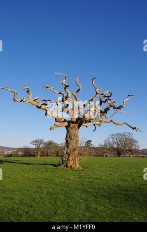 Ancient Gnarled Dead In Field Tree in the Grounds of Powderham Castle, South Devon, in the Golden Light of Evening on a Sunny Spring Day. Exeter, UK.