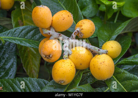 Loquat fruits Eriobotrya japonica on tree. Ripe yellow fruits Stock Photo