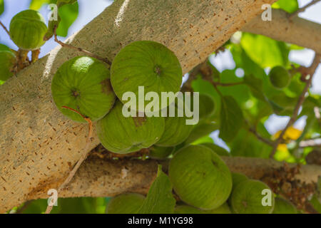 Ficus aspera moraceae. Group of green figs on tree bark. Stock Photo