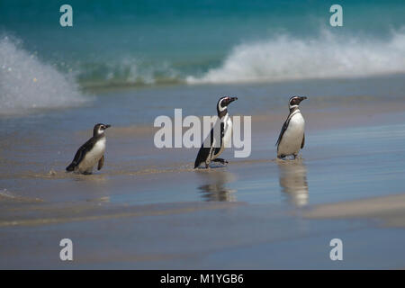 Magellanic Penguins (Spheniscus magellanicus) emerging from the sea on a large sandy beach on Bleaker Island in the Falkland Islands.