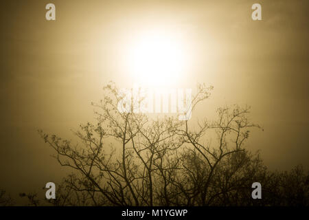 The sun shining through thick fog above the treetops Stock Photo