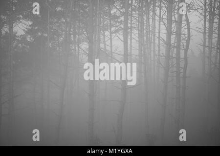 Dead tree trunks just visible through the thick mist on a autumn day Stock Photo