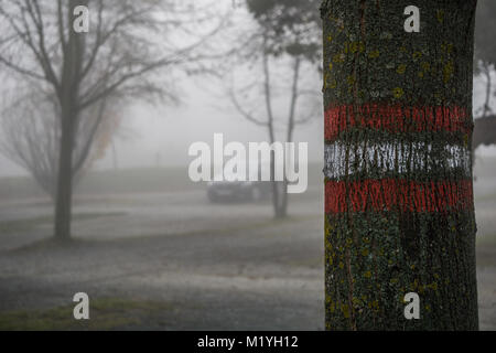 Marking on a tree with a car parked in the background on a foggy morning Stock Photo