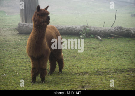 Funny looking alpaca on a cold, foggy morning at Herberstein zoo in Austria Stock Photo