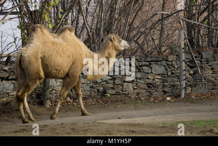 Camel walking near the wall of its zoo enclosure Stock Photo