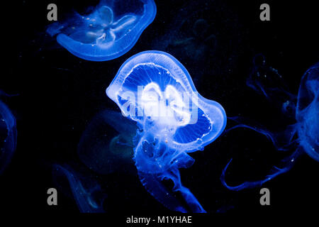 Moon jelly displaying bioluminescence