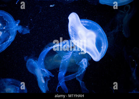 Bioluminescent jellyfish under ultraviolet light