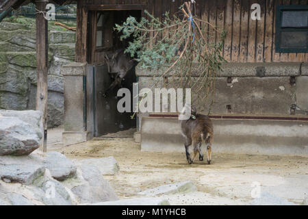 Mountain goat feeding on christmas tree Stock Photo