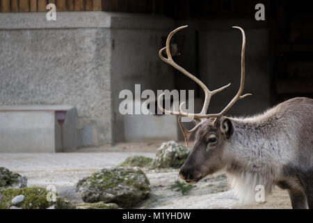 Reindeer at an Austrian zoo Stock Photo