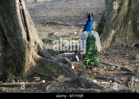 Peacock standing on overground tree roots Stock Photo