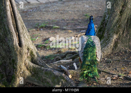 A peacock resting on tree roots on a cold autumn morning Stock Photo