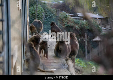 Gelada baboons in captivity at the zoo Stock Photo