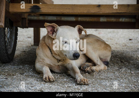 stray dog - stray dog resting under a woooden wagon Stock Photo
