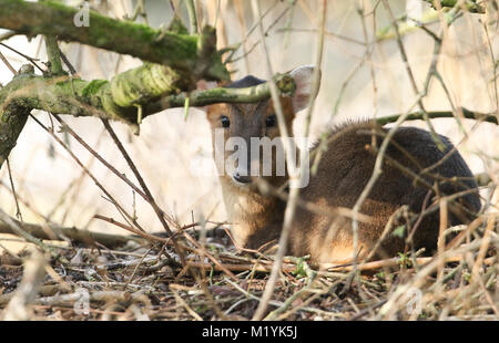 A stunning female Muntjac Deer (Muntiacus reevesi) lying down resting under a tree in the forest. Stock Photo