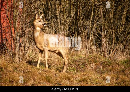 Deer in wildlife. Deer in the bushes. Wildlife in the Czech Republic Stock Photo