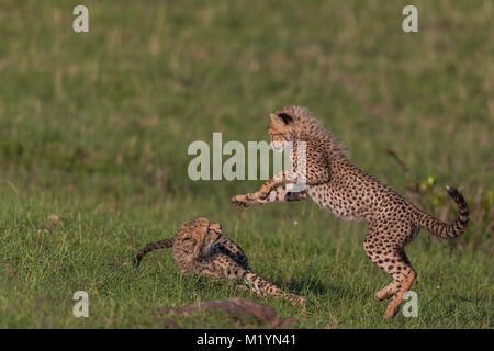 Playful Cheetah Cubs Stock Photo