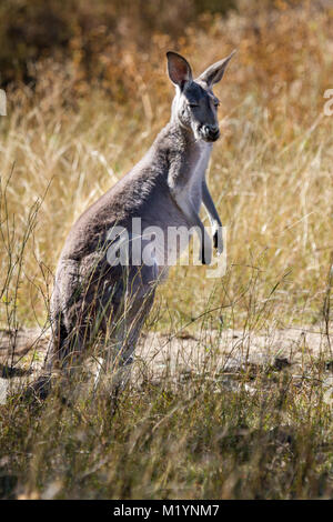 A kangaroo with the black and white markings on its face - the trademark of a red kangaroo  (macropus rufus). Stock Photo