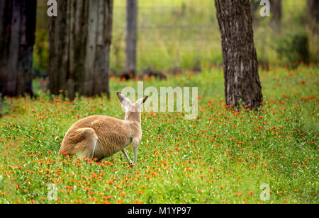 A kangaroo with black and white markings on its face - the trademark of a red kangaroo  (macropus rufus). It is looking back towards the fence at the  Stock Photo