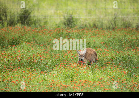 A kangaroo with black and white markings on its face - the trademark of a red kangaroo  (macropus rufus). It is crouched down amongst the wildflowers. Stock Photo