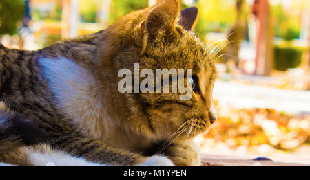 It is cat in the park.it is sitting in people legs and waiting for rubbing Stock Photo