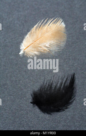 Delicate light brown feather with its shadow on grey background Stock Photo