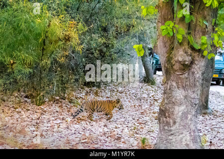 Little two month old wild Bengal Tiger Cub, Panthera tigris tigris, walking towards a road with vehicles, Bandhavgarh Tiger Reserve, India Stock Photo