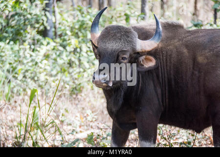 Indian Bison or Gaur, Bos saurus, Bandhavgarh National Park, Madhya Pradesh, India Stock Photo