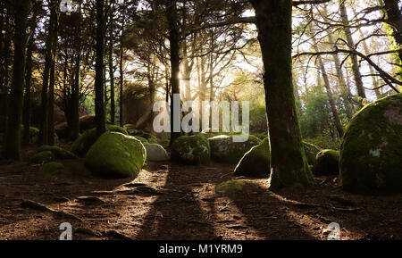 Forest Trees with Sunlight Bursting through Tree Branches at Sunset in the Woods with stones covered with moss. Stock Photo