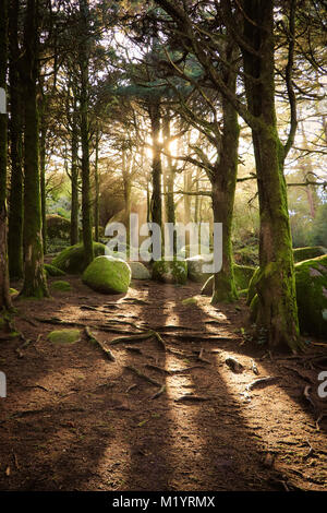 Forest Trees with Sunlight Bursting through Tree Branches at Sunset in the Woods with stones covered with moss. Stock Photo