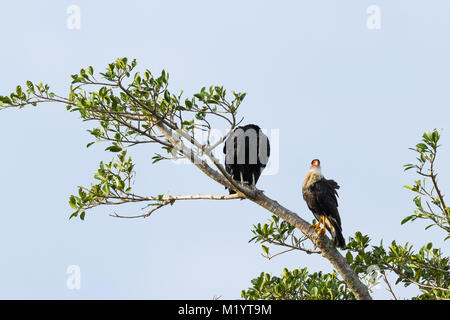 Crested caracara in northern Costa Rica Stock Photo - Alamy