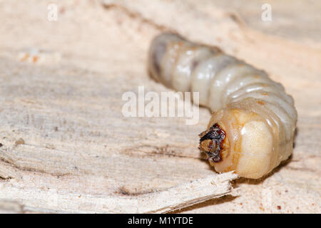 Wood Boring Grub Stock Photo: 35395022 - Alamy