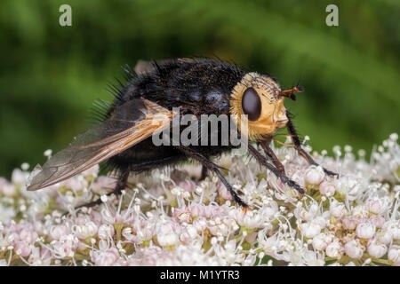 A species of Tachinid Fly (Tachinidae) on dry grass Stock Photo - Alamy