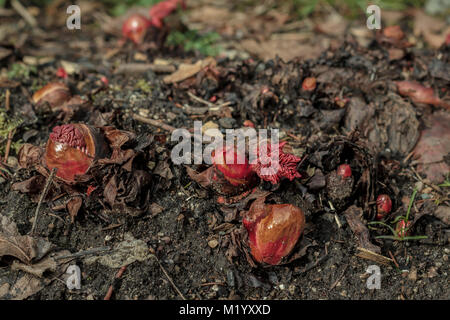 The earliest food crop in a backyard garden, rhubarb's fleshy red buds emerge from the soil in late winter, before any leaves are visible. Stock Photo