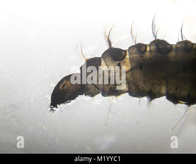Clogmia albipunctata (drain fly) larvae magnified through a microscope 40 times Stock Photo