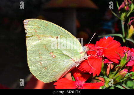 An Oriental Lemon Emigrant or Catopsilia pomona butterfly on red Dianthus flowers. Stock Photo