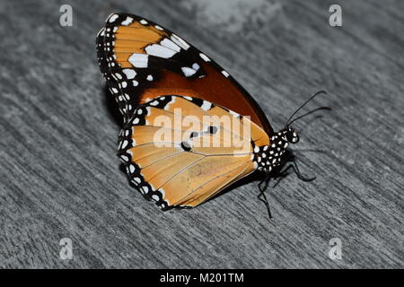 A Danaus chrysippus butterfly on a grey textured table. Stock Photo
