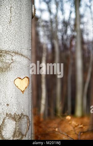 Heart carved on the tree trunk / beech tree. Woods in the background. Valentine / Love Stock Photo