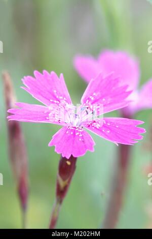 Maiden pink, Dianthus deltoides, growing wild in Finland Stock Photo