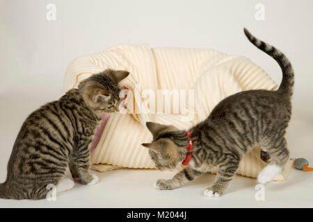 Two cute kittens playing on a white background Stock Photo